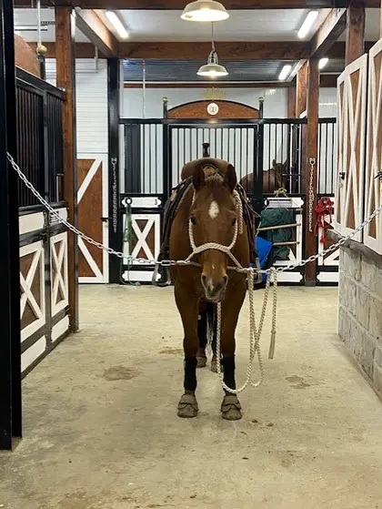 Cheval dans une allée d’écurie avec box Equinad en arrière-plan.
